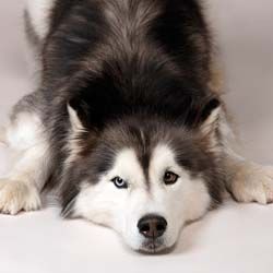 sibirsky husky