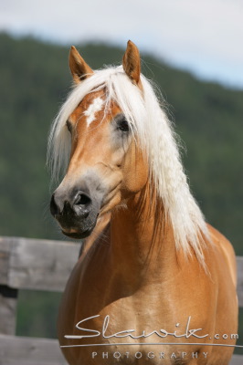 Haflinger Debbie 50736.JPG